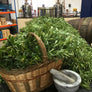Bog Myrtle, a key craft gin botanical.