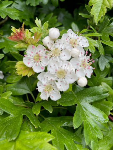 foraging the fairy tree