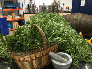 Bog Myrtle, a key craft gin botanical.